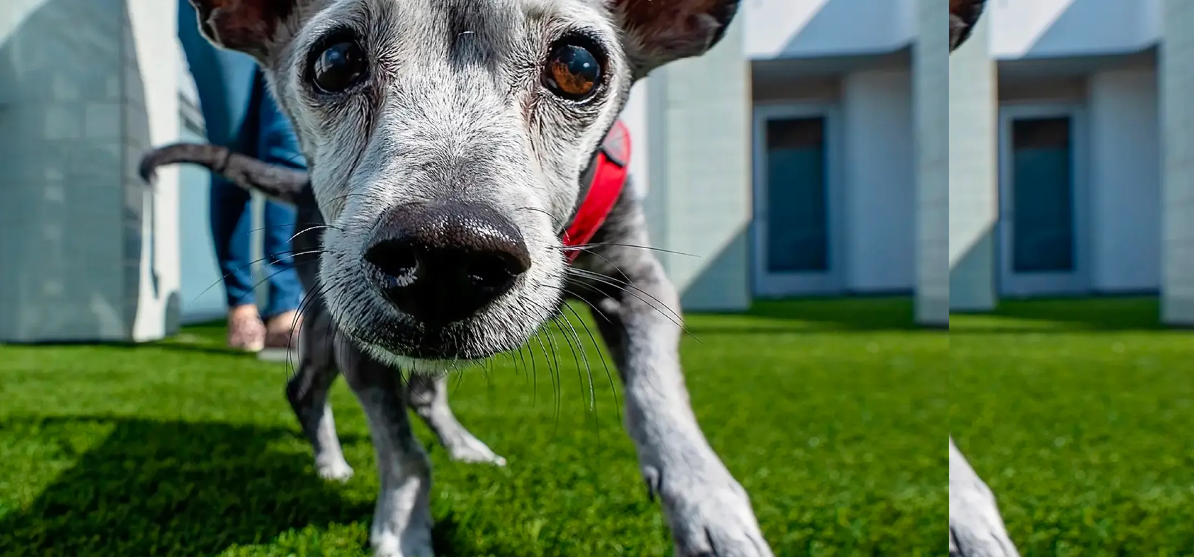 Modern Animal background